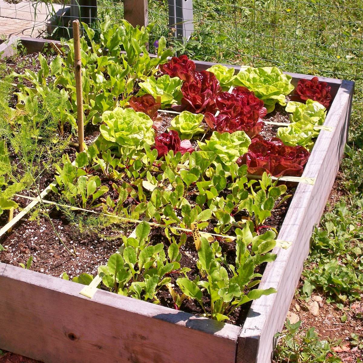 Square foot garden