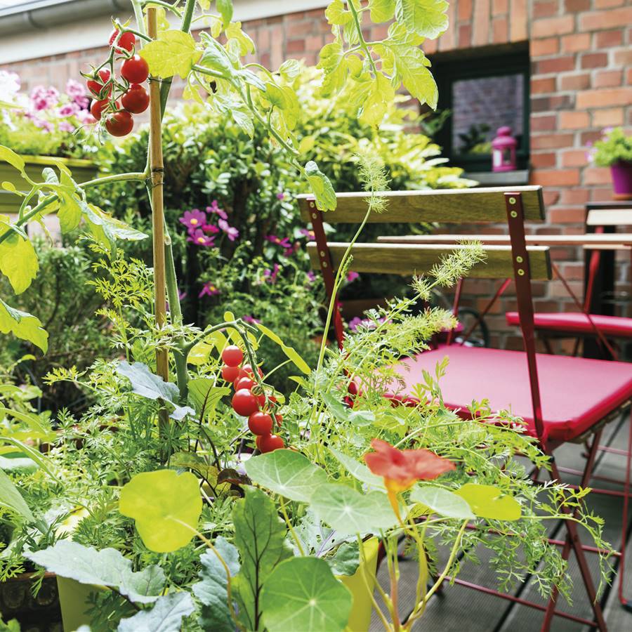 Cómo cultivar frutas y verduras en el balcón: tu huerto ecológico
