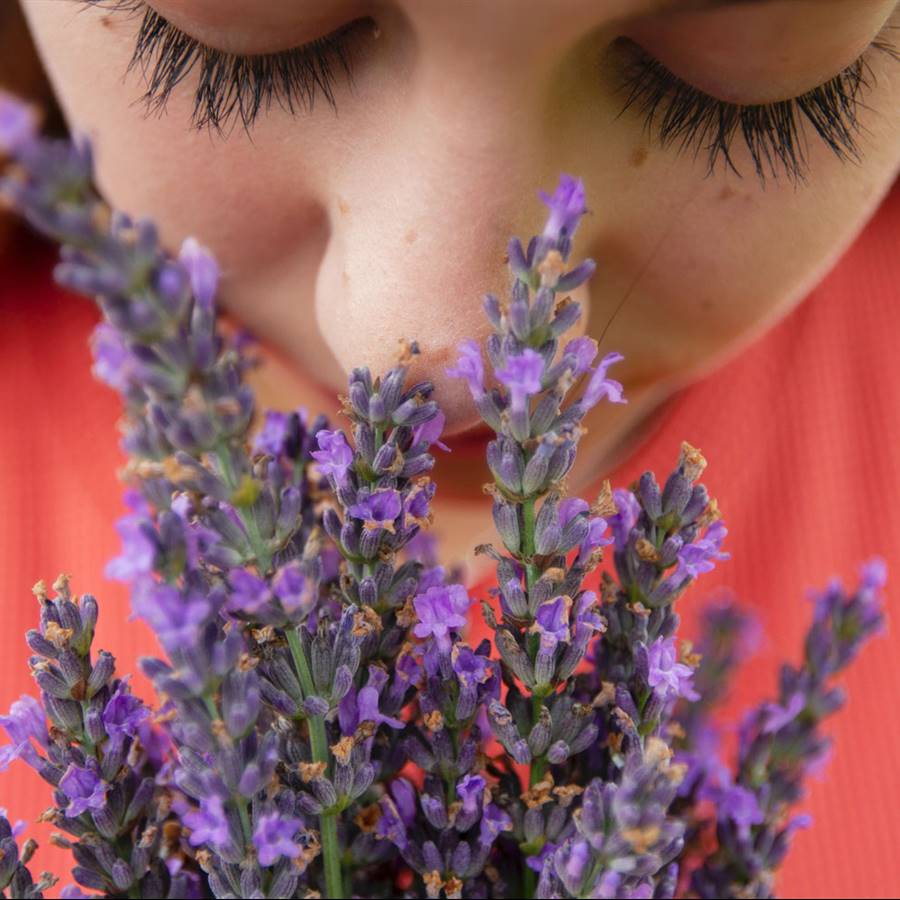 Aceite esencial de lavanda: propiedades e indicaciones