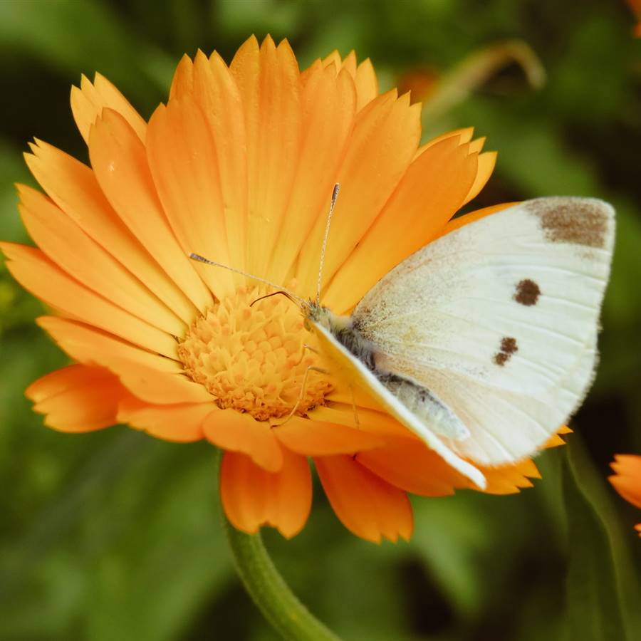 8 flores medicinales en tu botiquín natural y sus propiedades