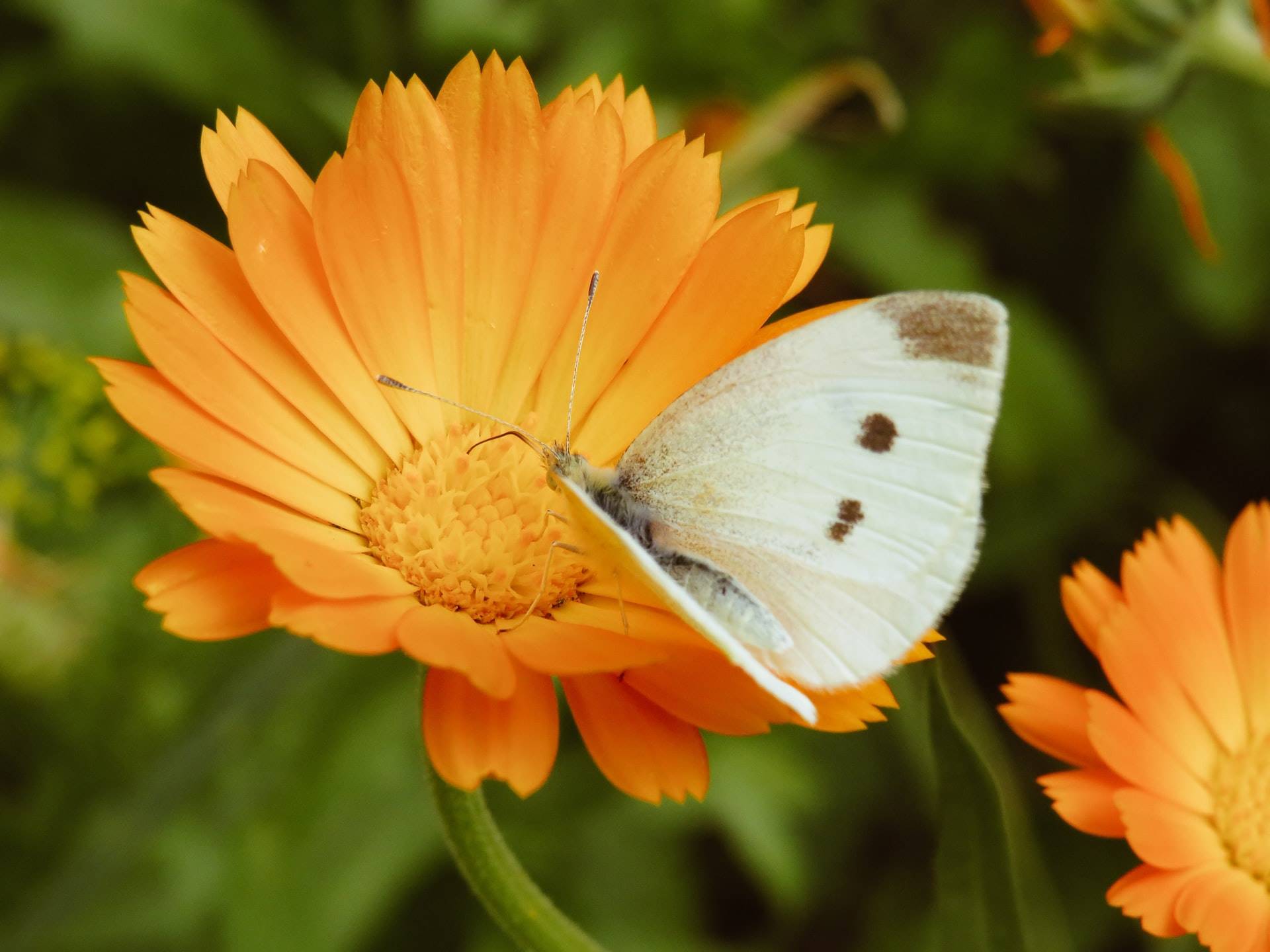 8 flores medicinales en tu botiquín natural y sus propiedades