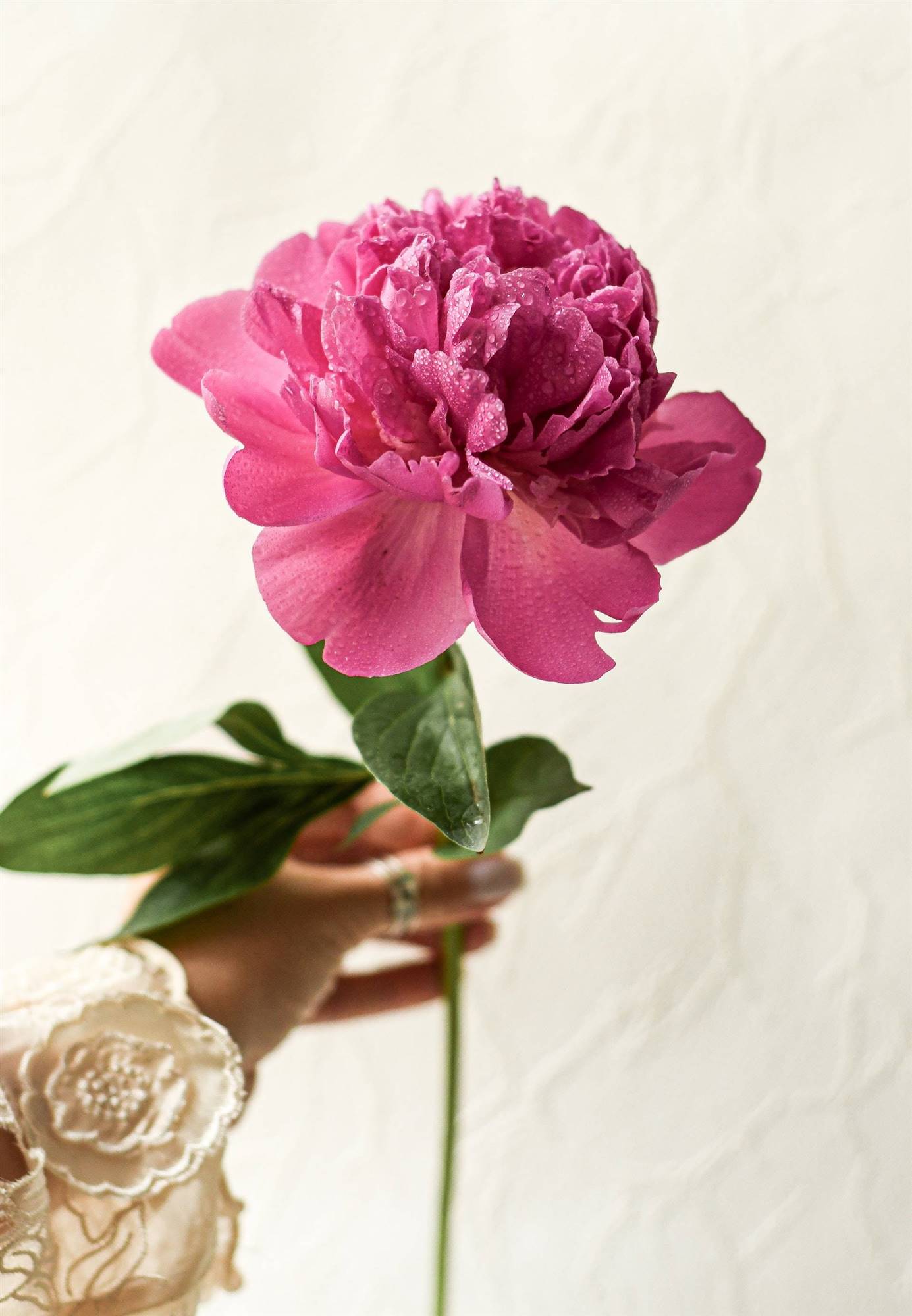 Clavel