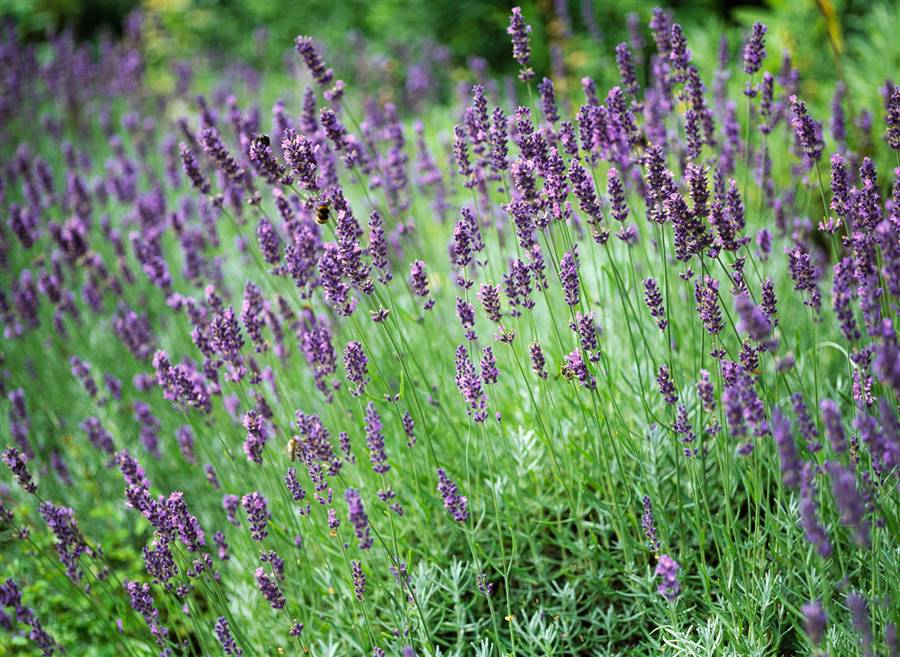 Lavanda (Lavandula angustifolia)