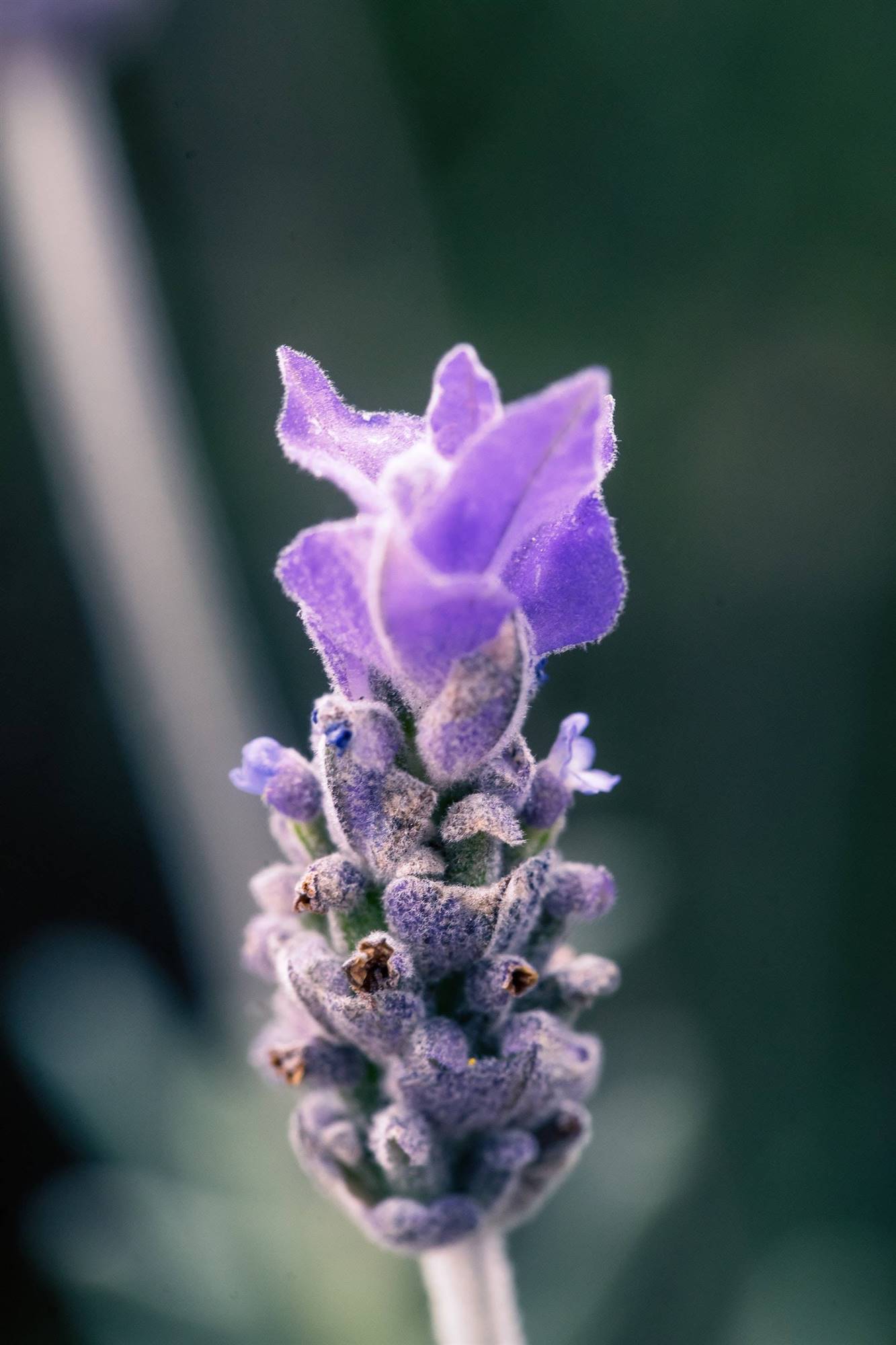 Lavanda