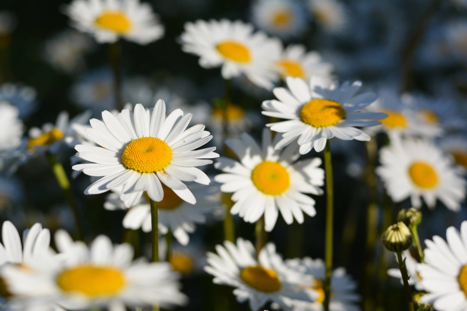 a la deriva Horizontal eterno 8 flores medicinales en tu botiquín natural y sus propiedades