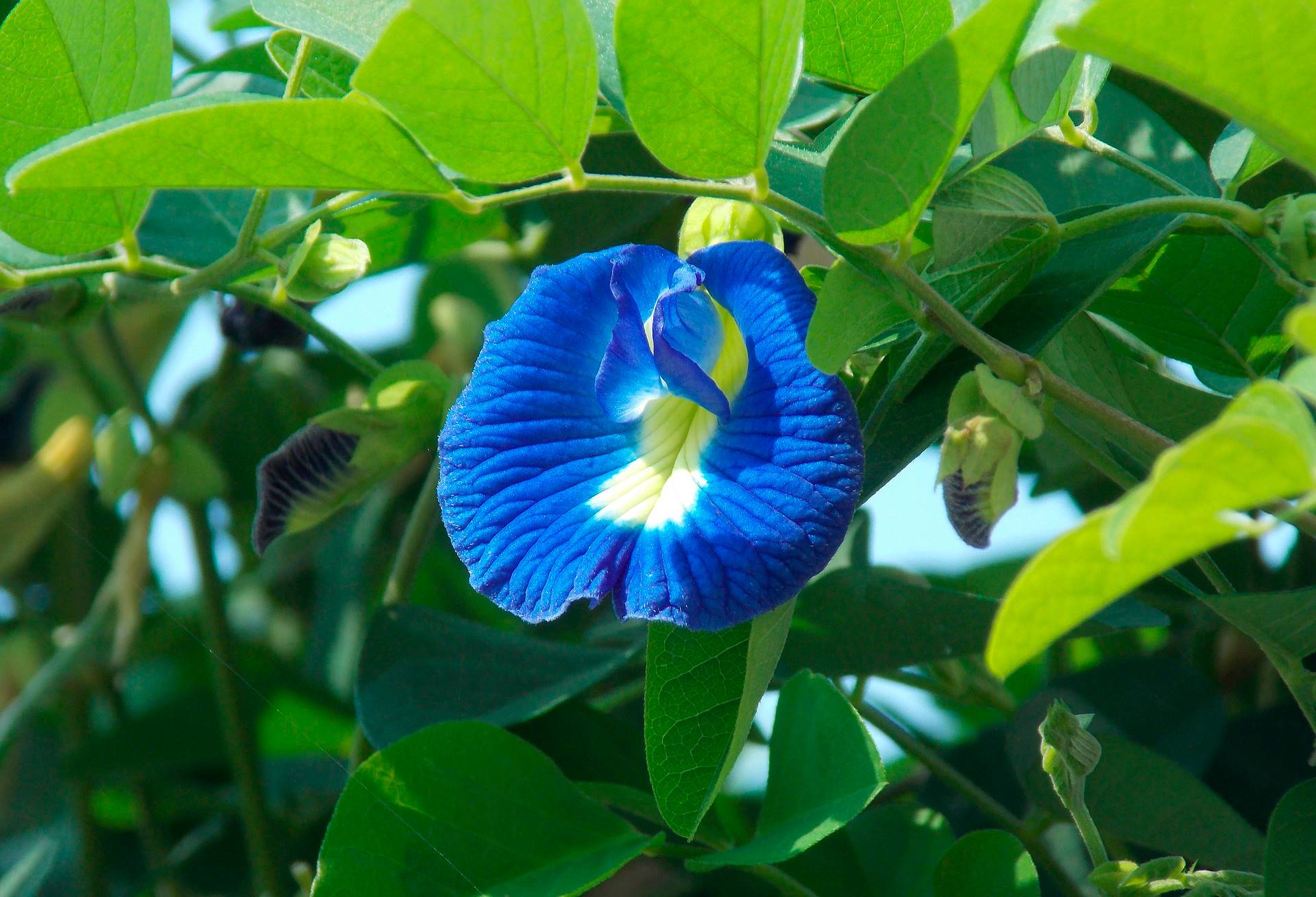 Flor de guisante azul