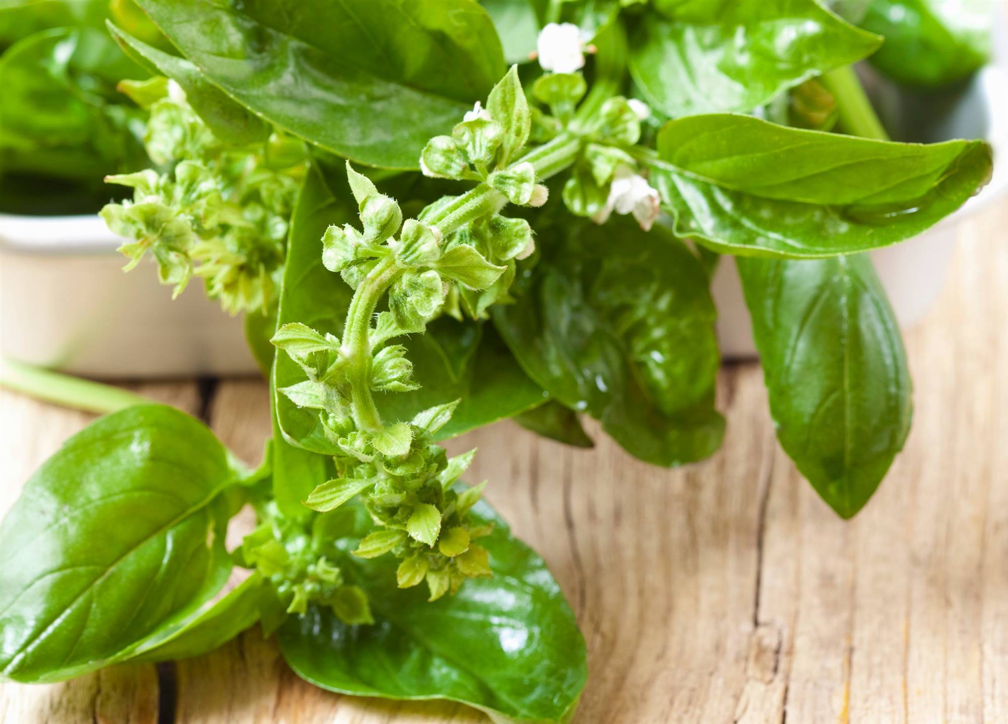 flores-de-albahaca. Flores de albahaca 