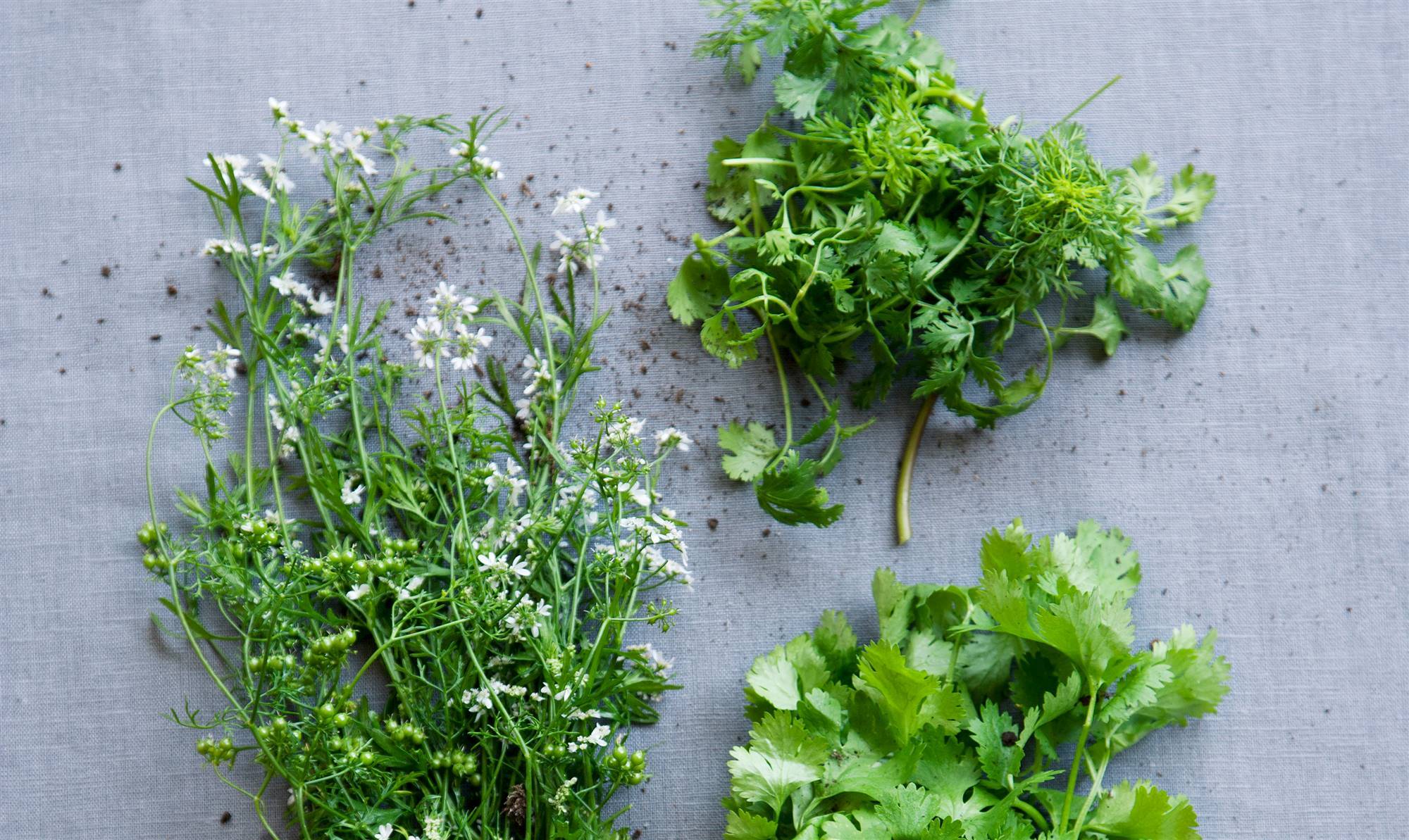 flor-de-cilantro. Flores de cilantro