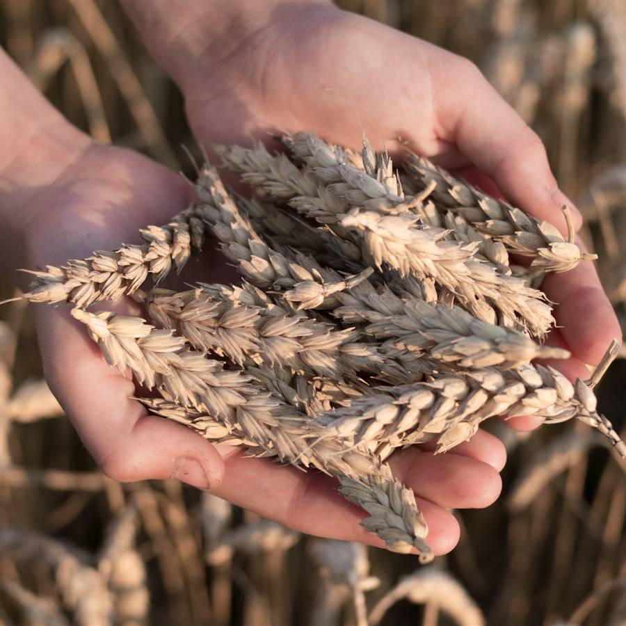 Propiedades del trigo Khorasan, el cereal con el grano más grande