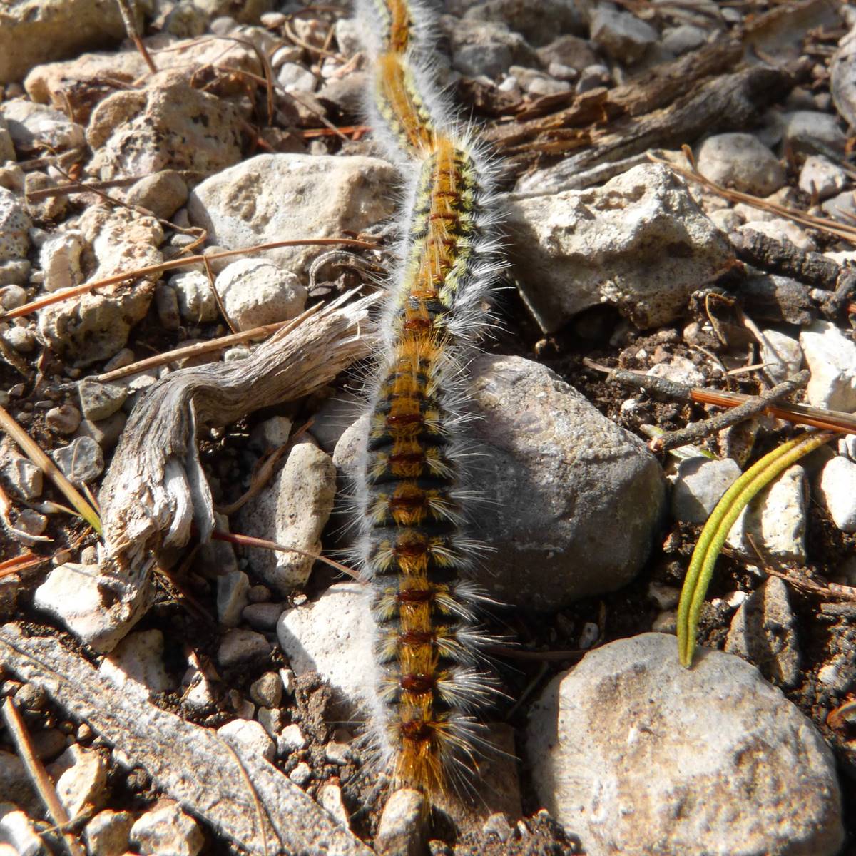 Oruga procesionaria