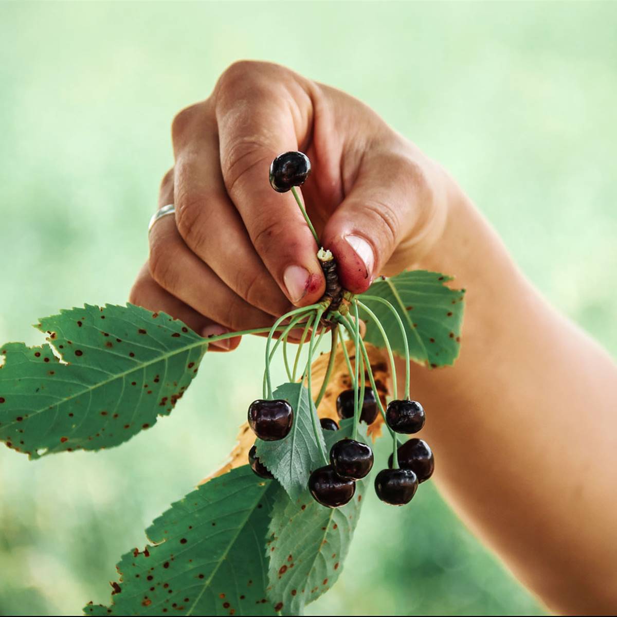 Plantas silvestres medicinales: cómo, cuando y dónde recogerlas