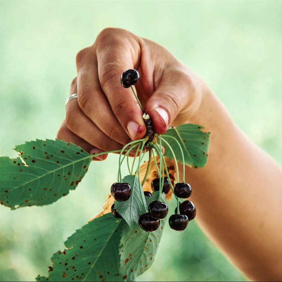 Plantas silvestres medicinales: cómo, cuando y dónde recogerlas