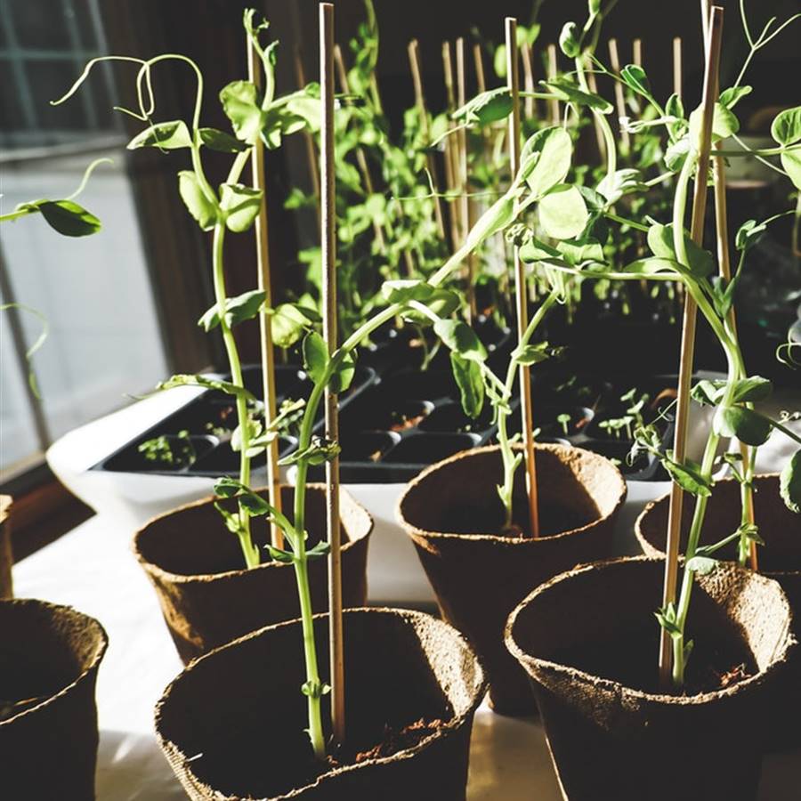 Guía para cultivar en macetas, jardineras o mesas de cultivo