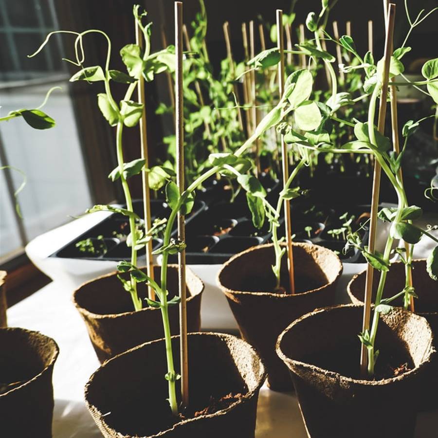 Guia para cultivar en macetas, jardineras o mesas de cultivo