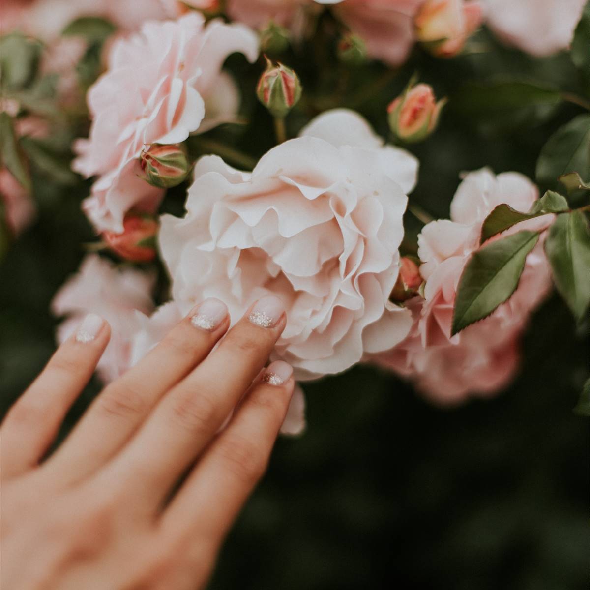 Rosas