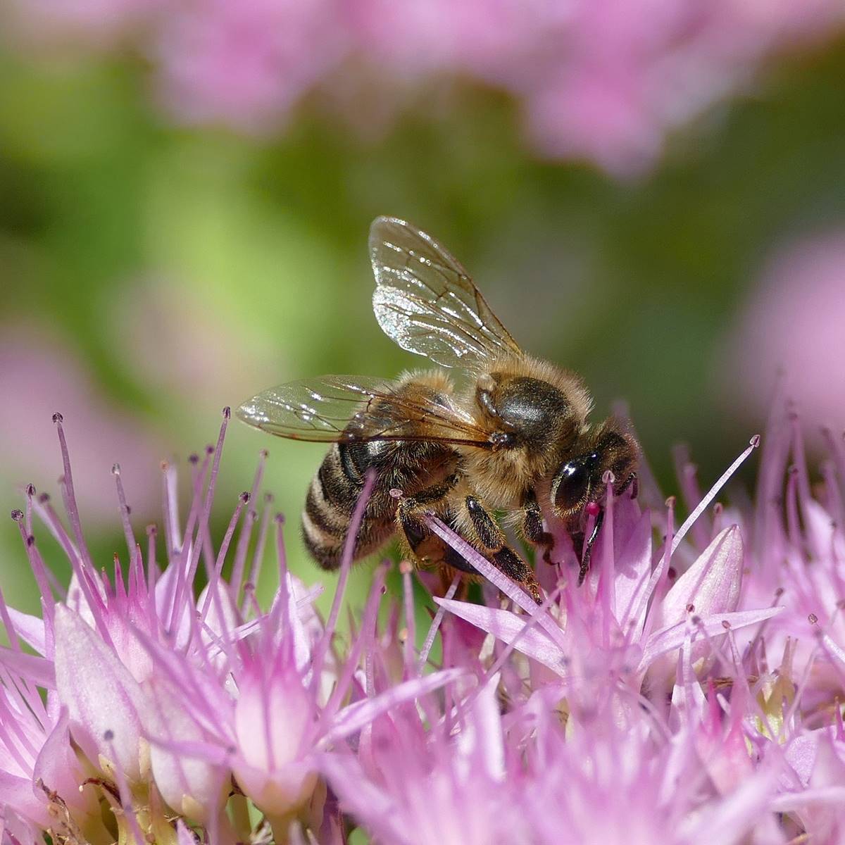 abeja apis mellifica