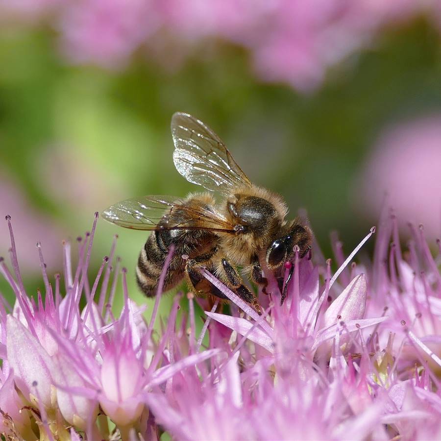 Apis mellifica: indicaciones más comunes (picaduras y alergia al sol)