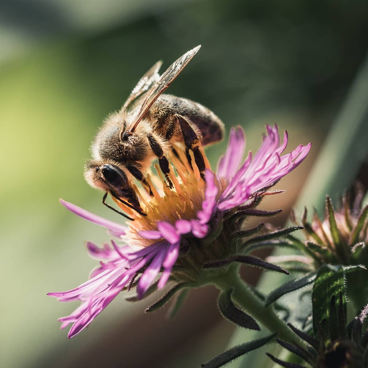 Abeja en una flor