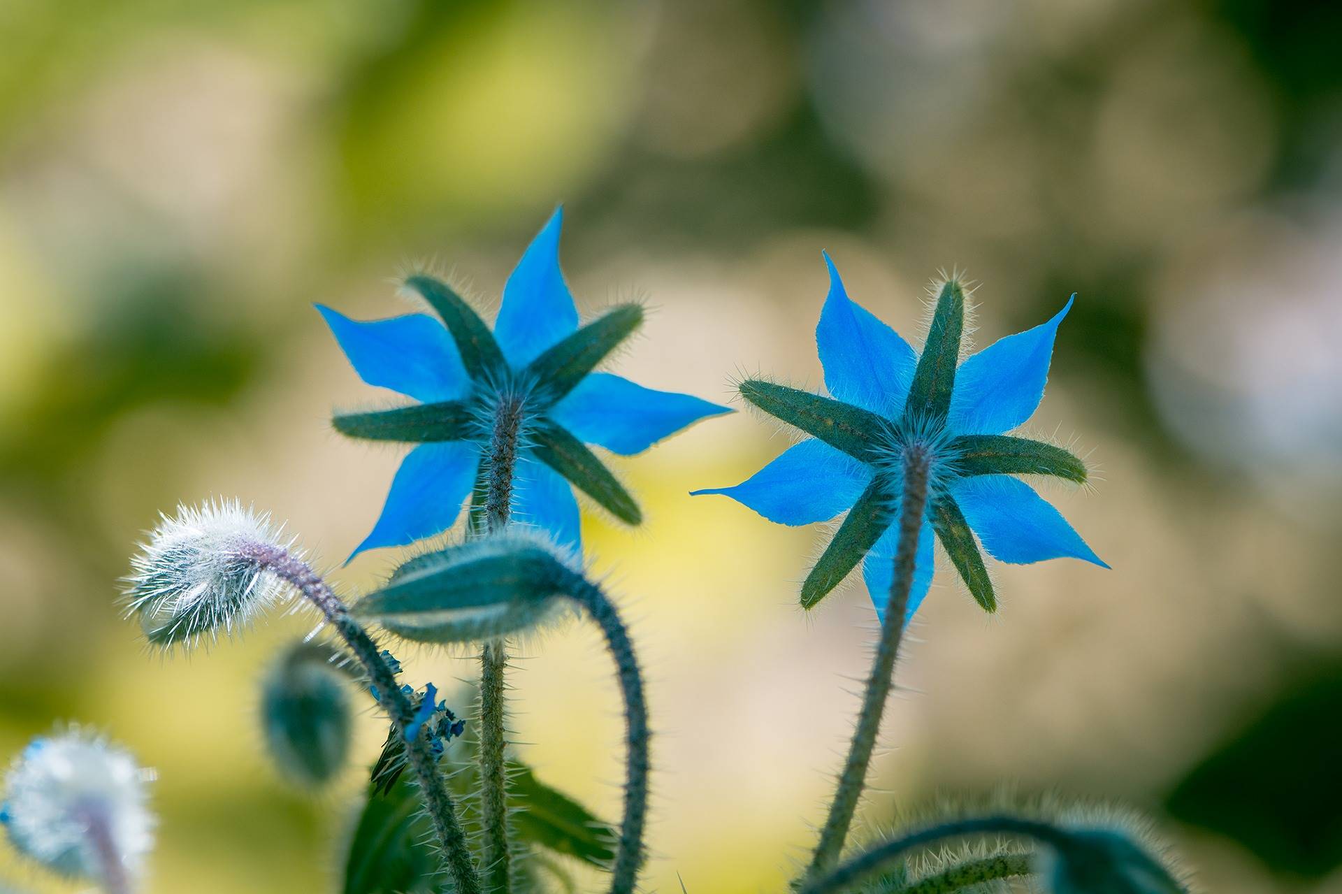 borage-1612846 1920