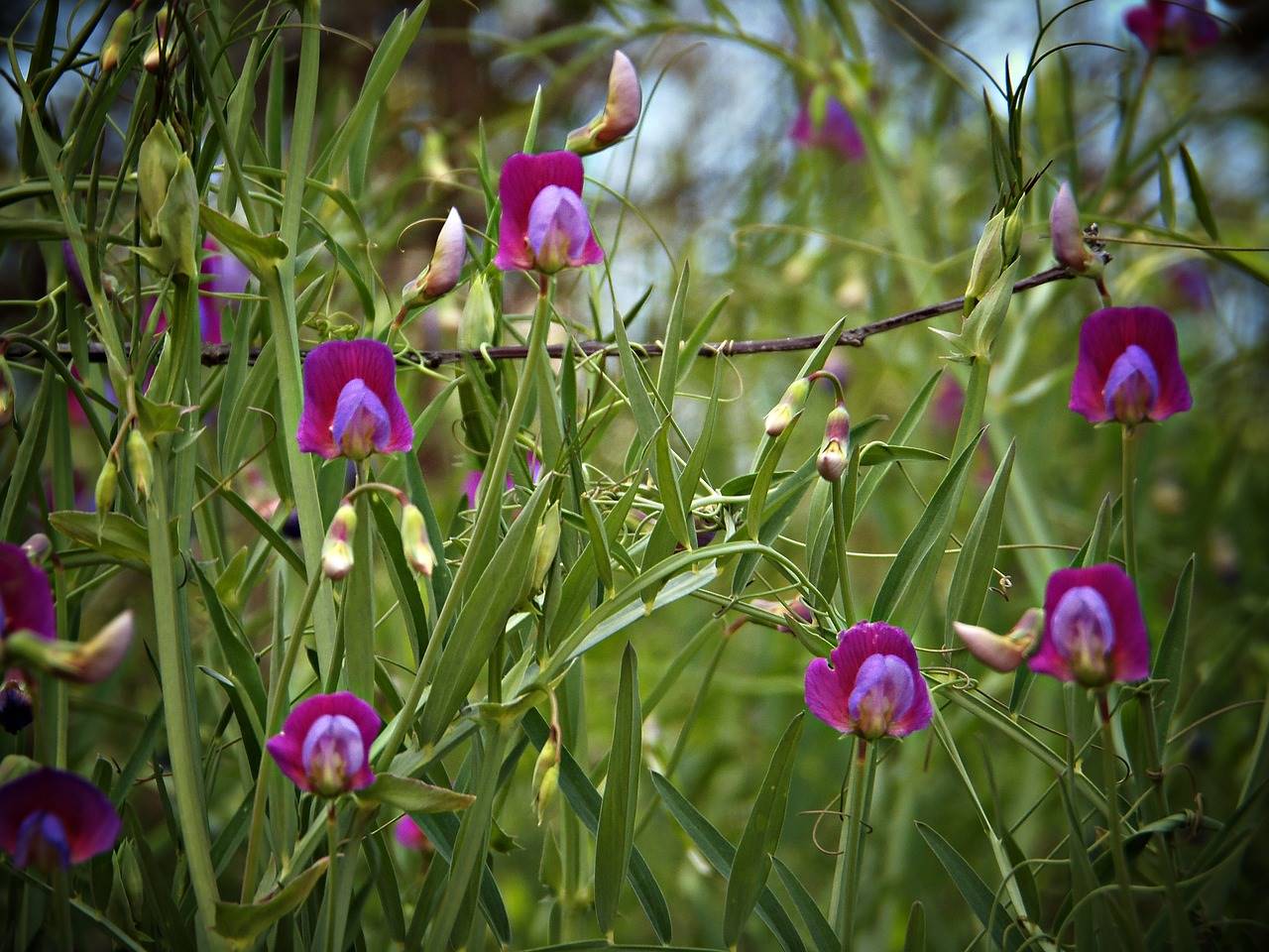 lathyrus-clymenum-614142 1280