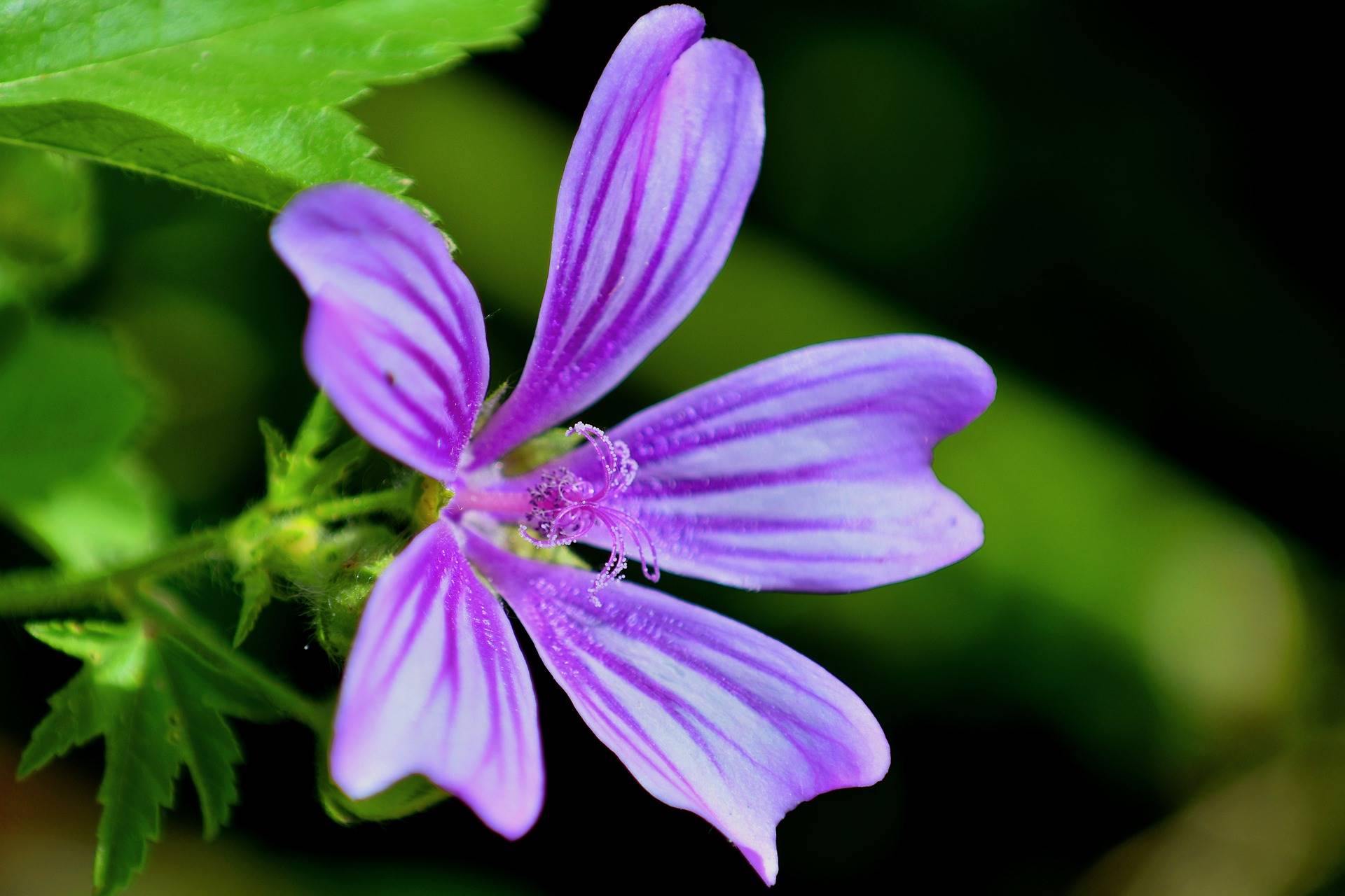 mallow-5208773 1920