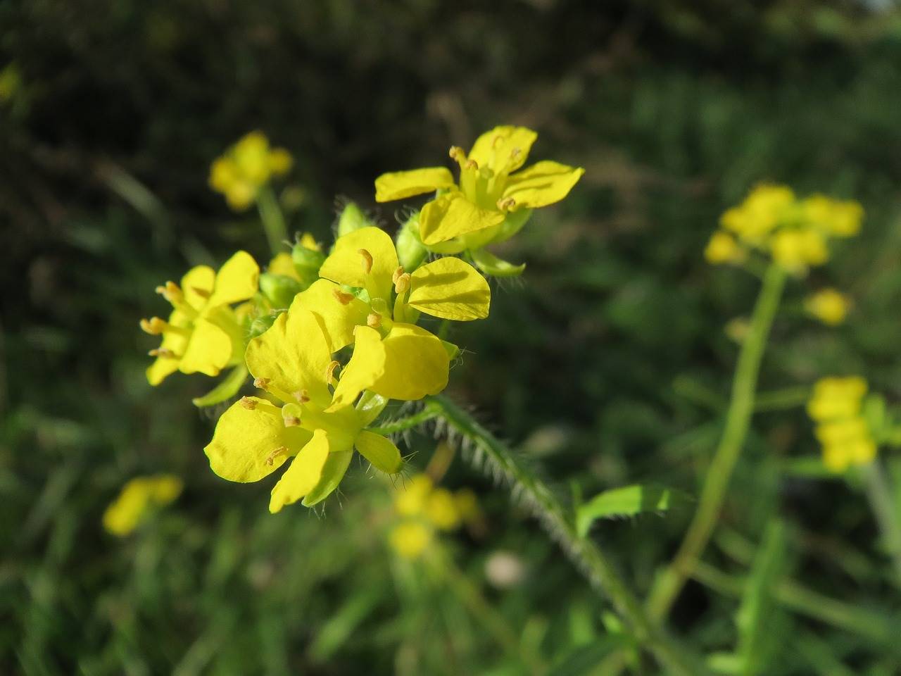sisymbrium-loeselii-848835 1280