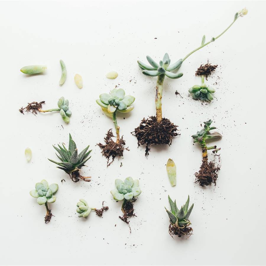 Cómo reproducir las plantas de interior