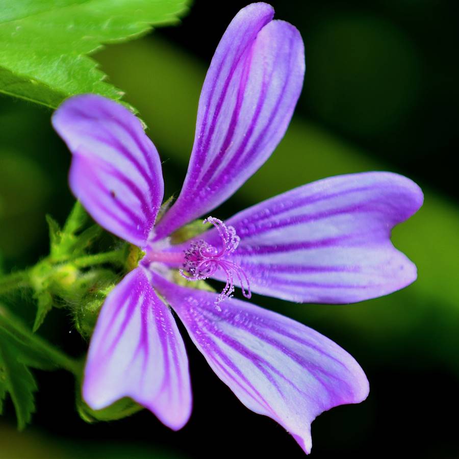 mallow-5208773 1920