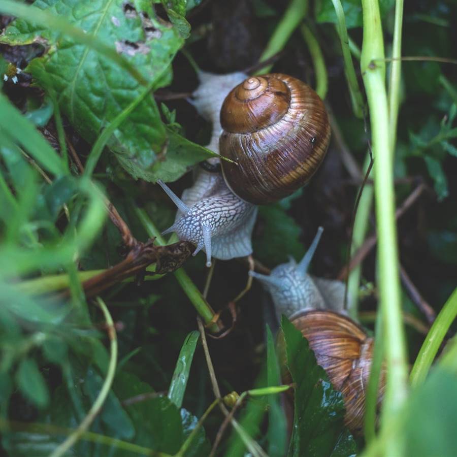 8 métodos para evitar caracoles y babosas sin matarlos