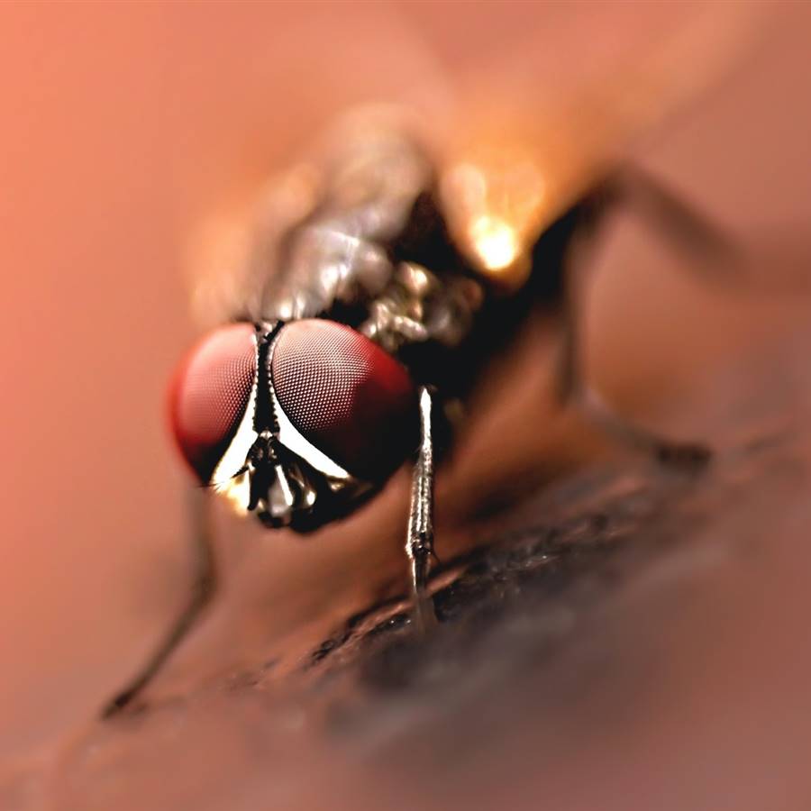 Cómo deshacerse de las moscas con remedios caseros