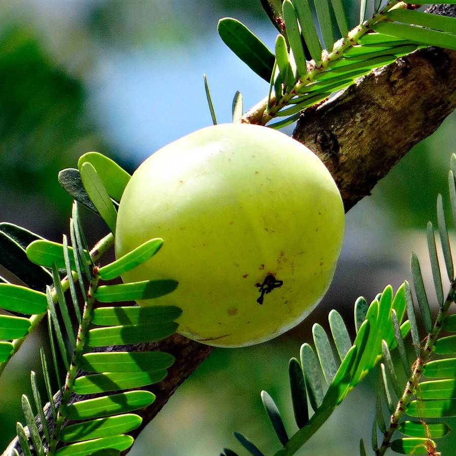 Amla, el fruto de la India que refuerza y da brillo a tu cabello