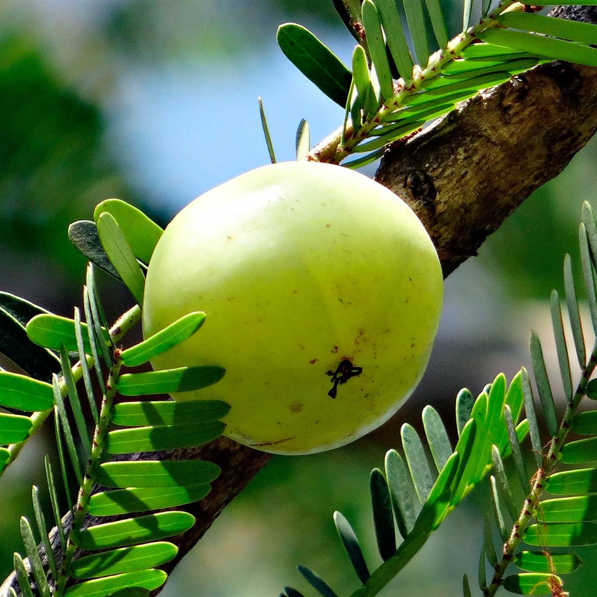Amla: propiedades para el cabello