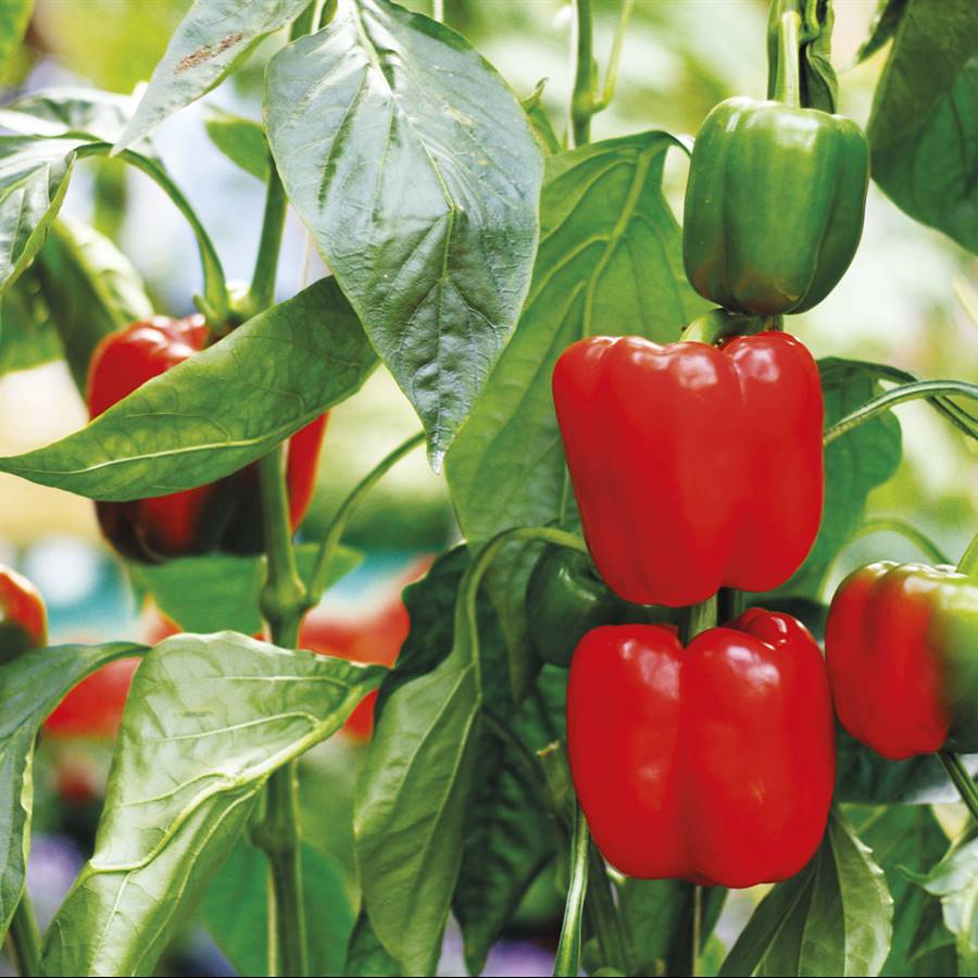 Qué plantar y recoger en agosto: calendario del huerto