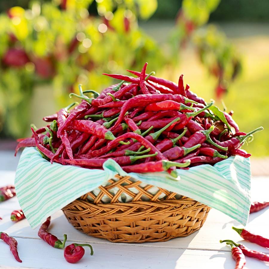 ¿La comida picante es saludable o no lo es?