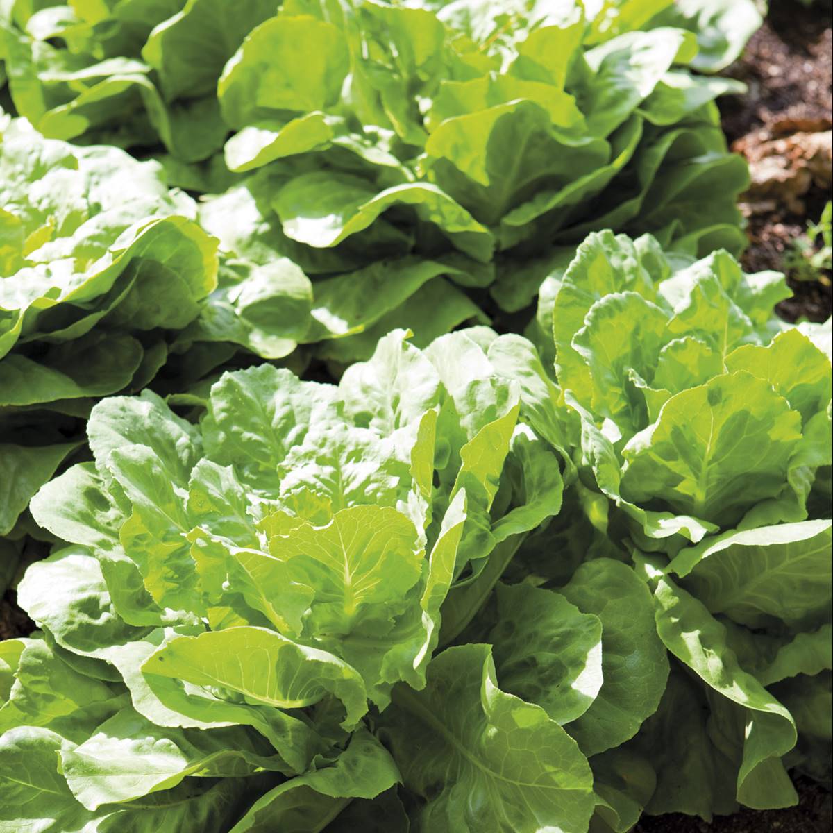 lechuga