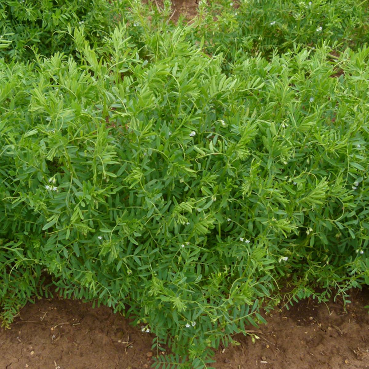 Plantar LENTEJAS en huerto o algodón: ¡Sigue estos pasos!