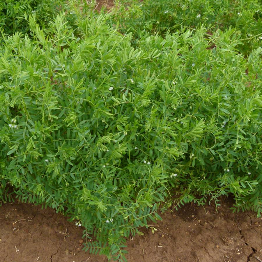 Planta, cuida y cosecha tus propias lentejas