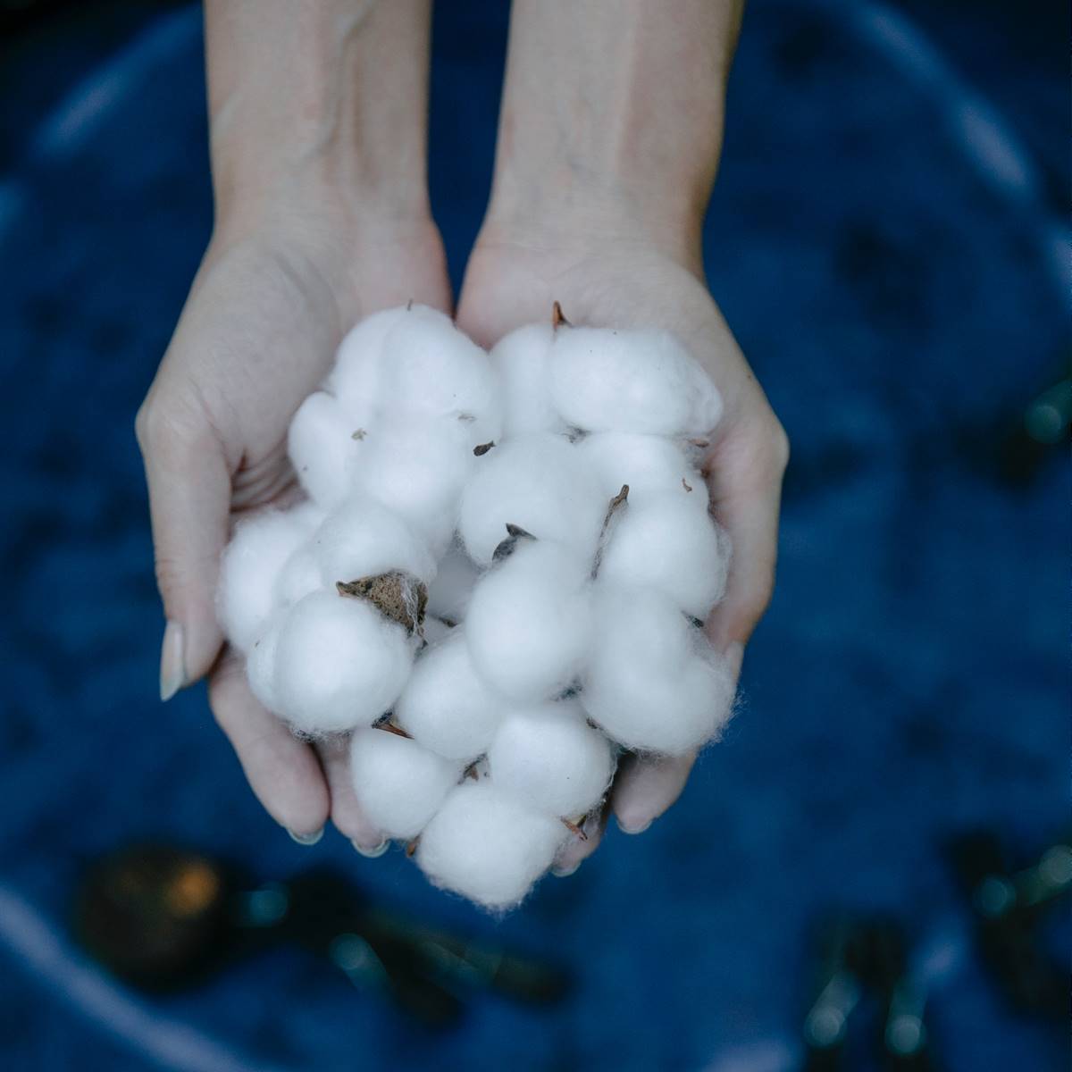Mujer con plantas de algodón en las manos