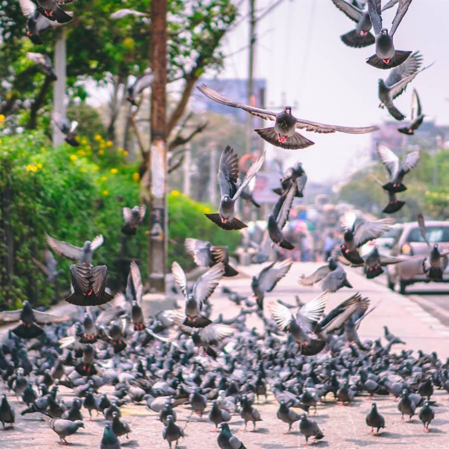 Cómo deshacerse de las palomas con métodos suaves 