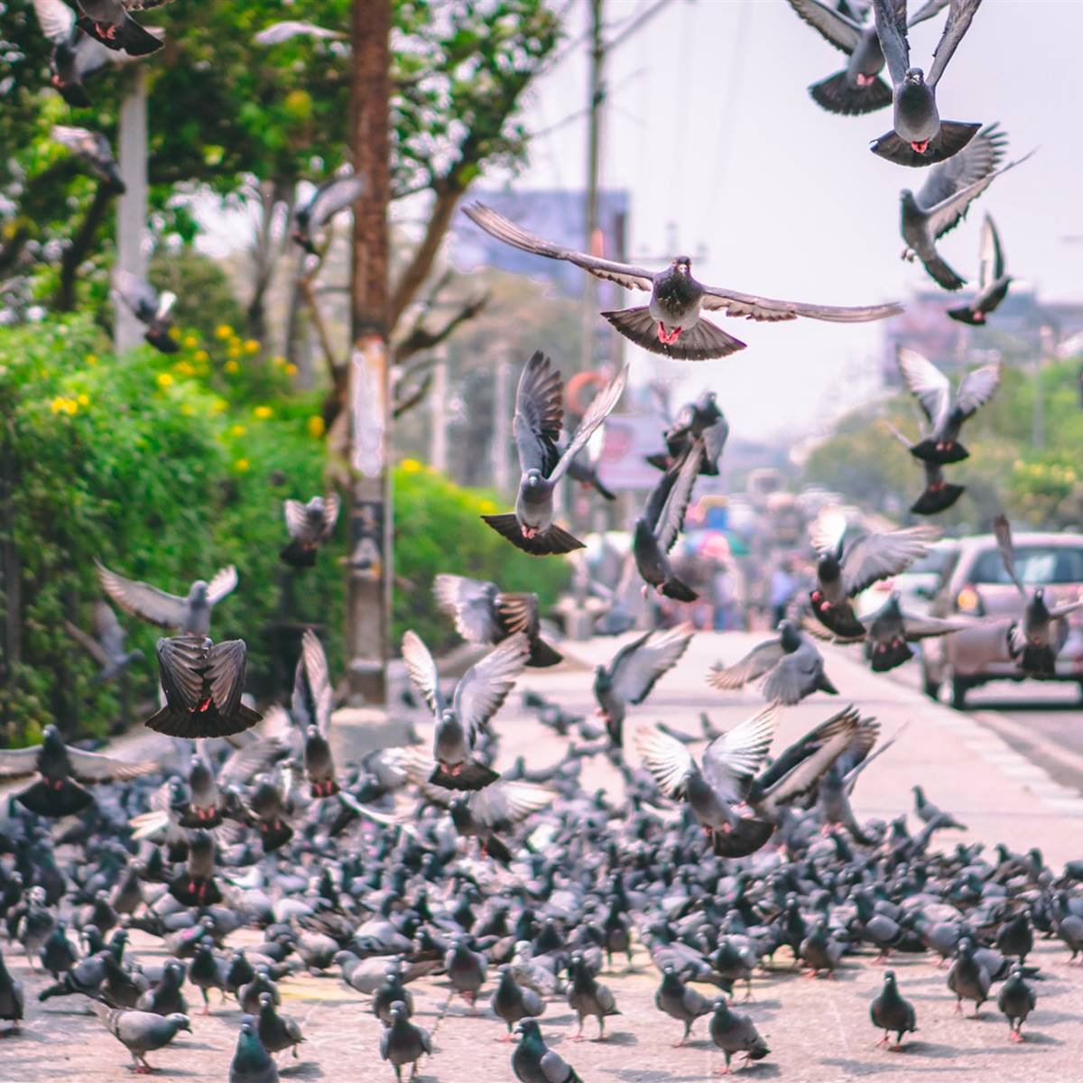 Palomas en una ciudad