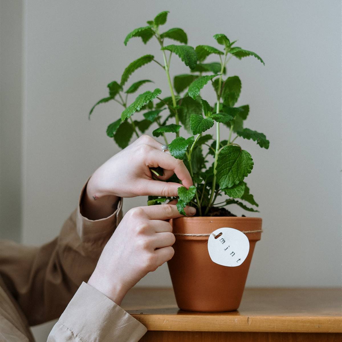 Mujer cuidando una maceta de menta