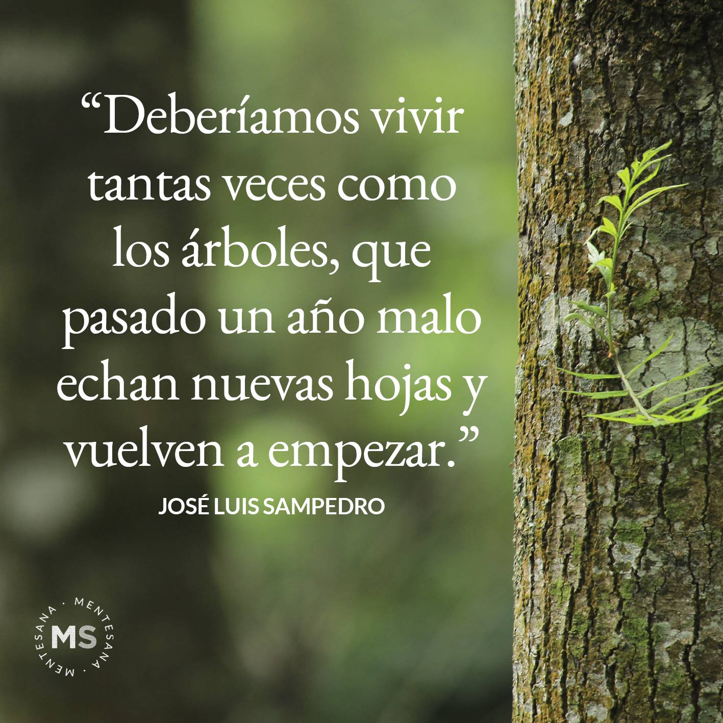 Deberíamos vivir tantas veces como los árboles, que pasado un año malo echan nuevas hojas y vuelven a empezar". (José Luis Sampedro)