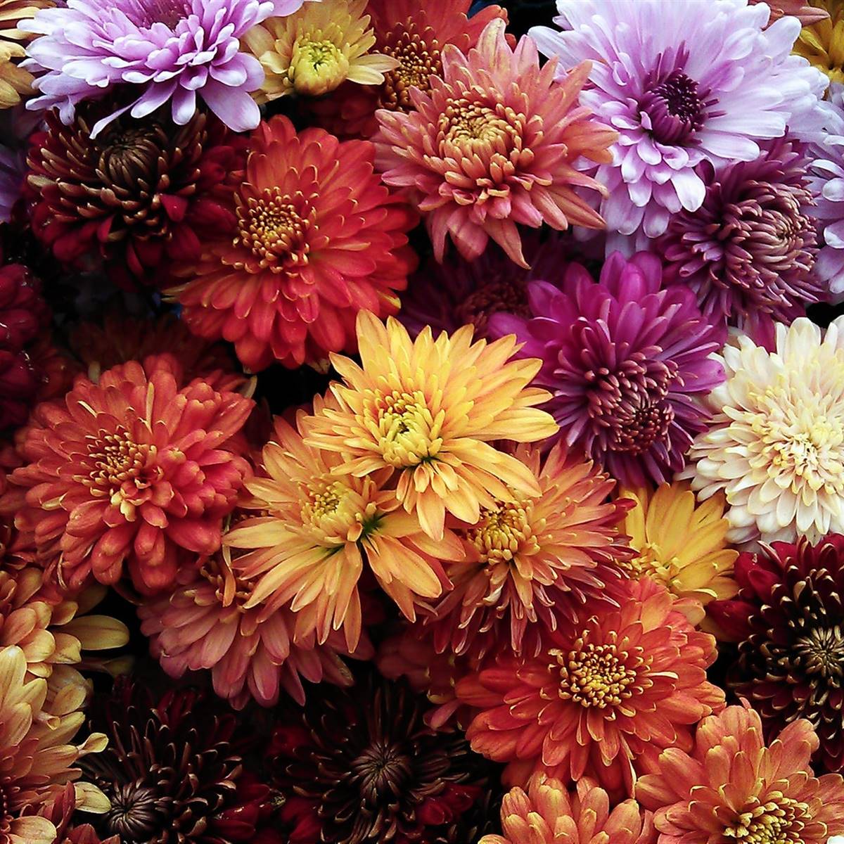 Crisantemos de muchos colores