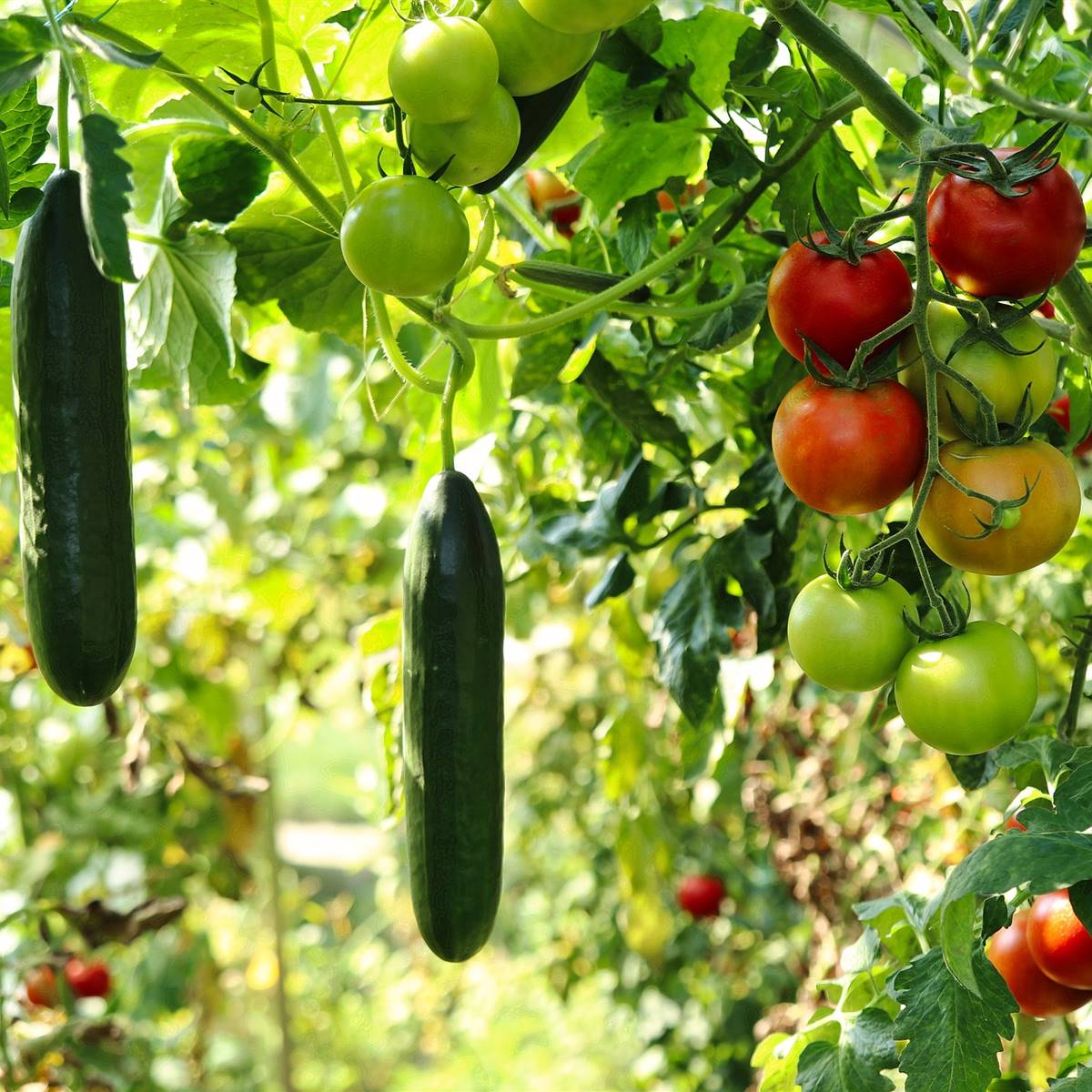 Tomates y pepinos en un huerto