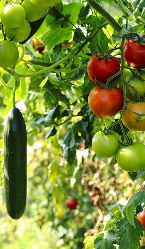 Tomates y pepinos en un huerto