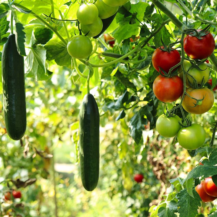 Tomates y pepinos en un huerto