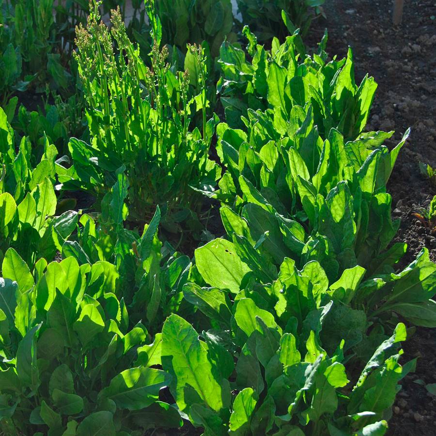 plantas-silvestres-comestibles-acederas