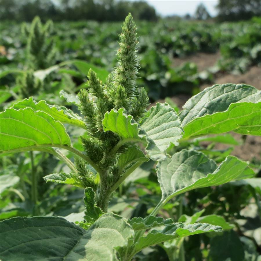plantas-silvestres-comestibles-bledos-amaranthus