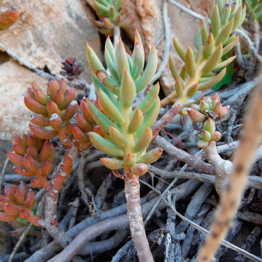 plantas-silvestres-comestibles-una-gato-raim-pastor-sedum-sediforme