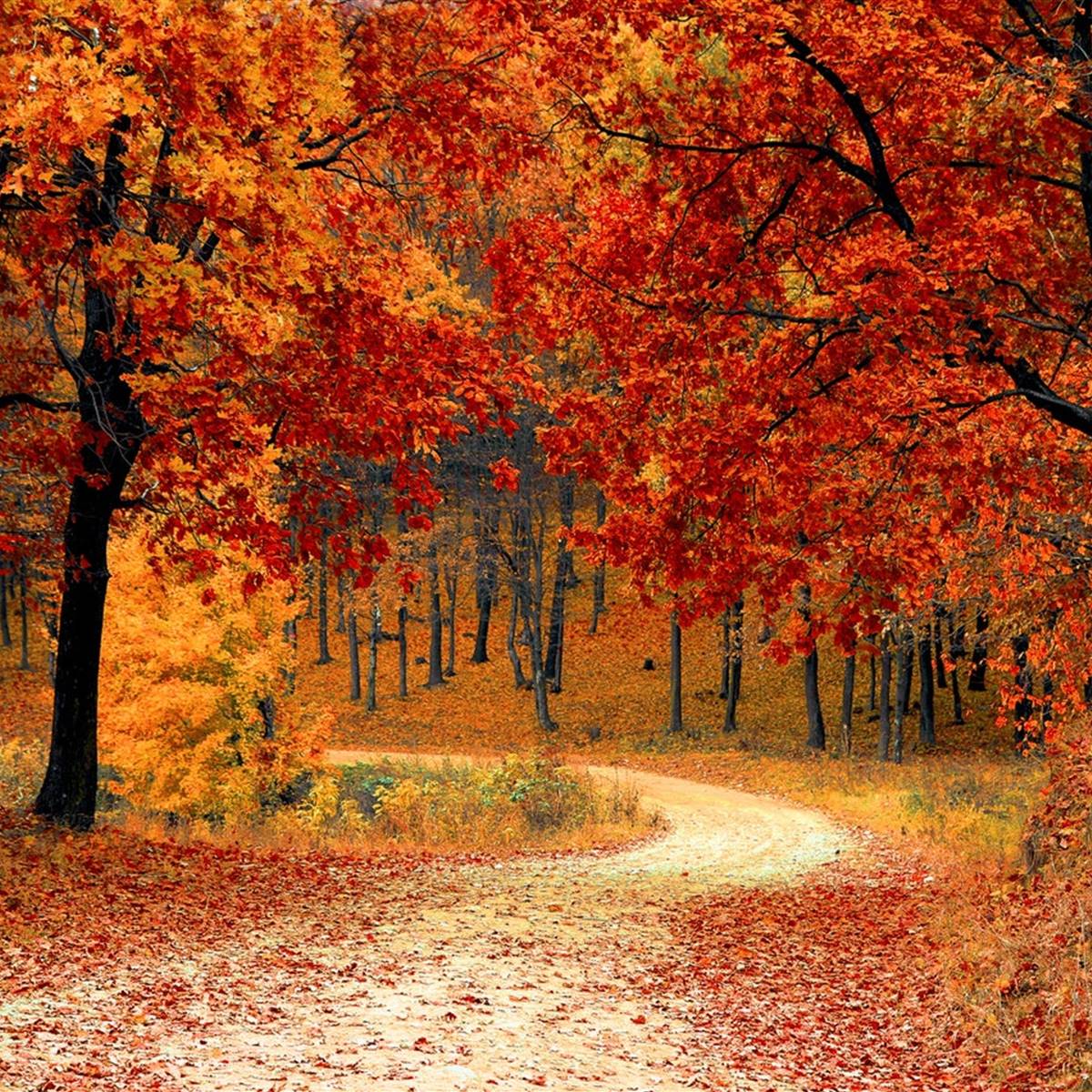 árboles de otoño